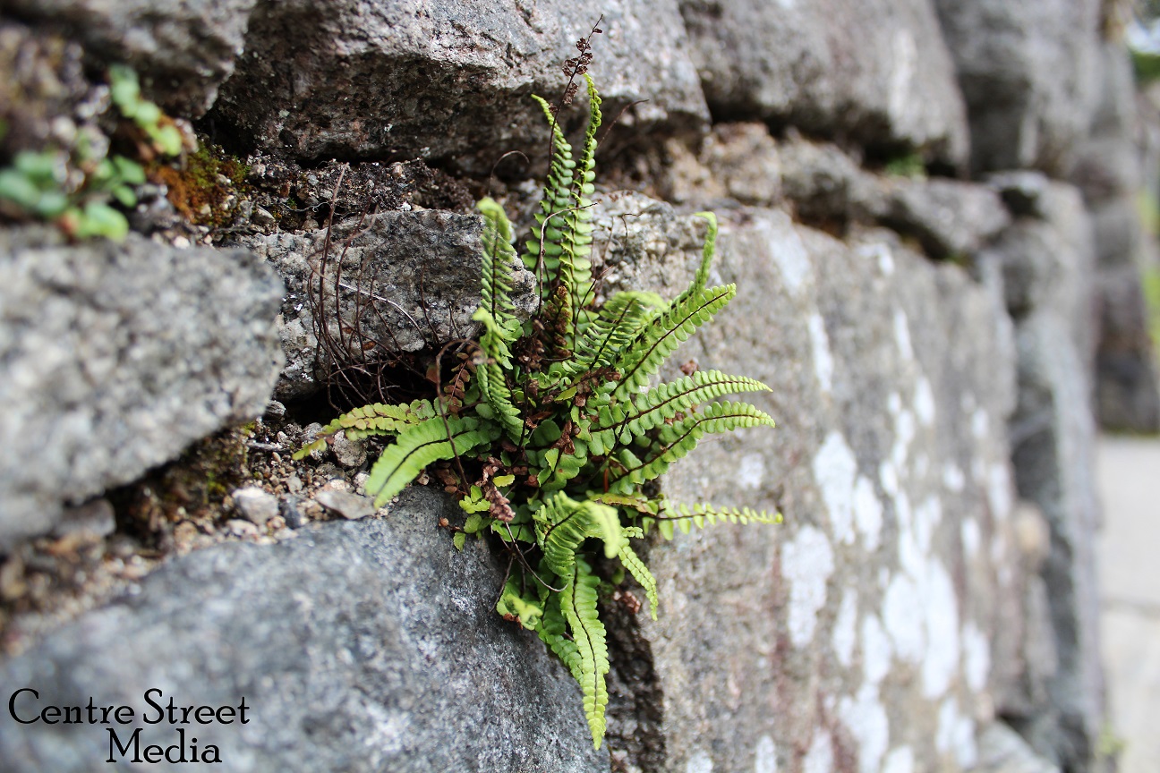 Argyll Fern